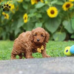 Romeo, Miniature Poodle Puppy